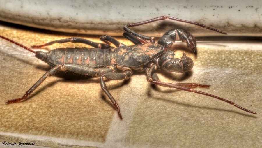 Insect