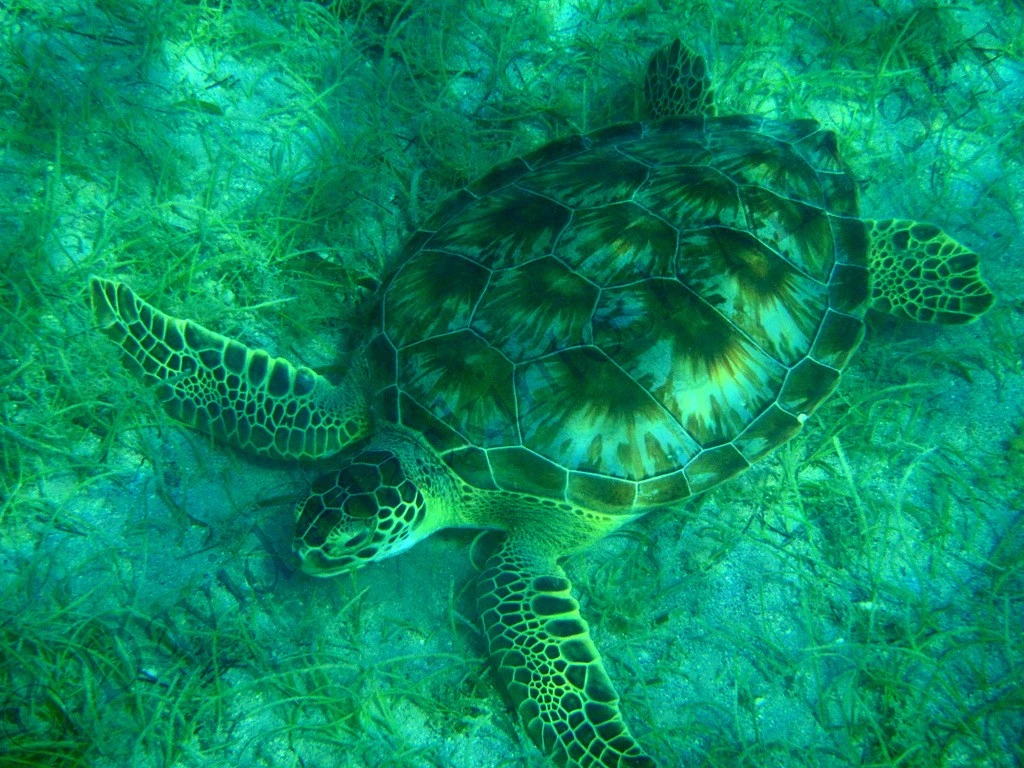 IT's a TURTLE