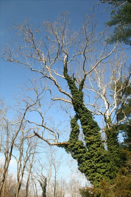 Ivy Covered Tree