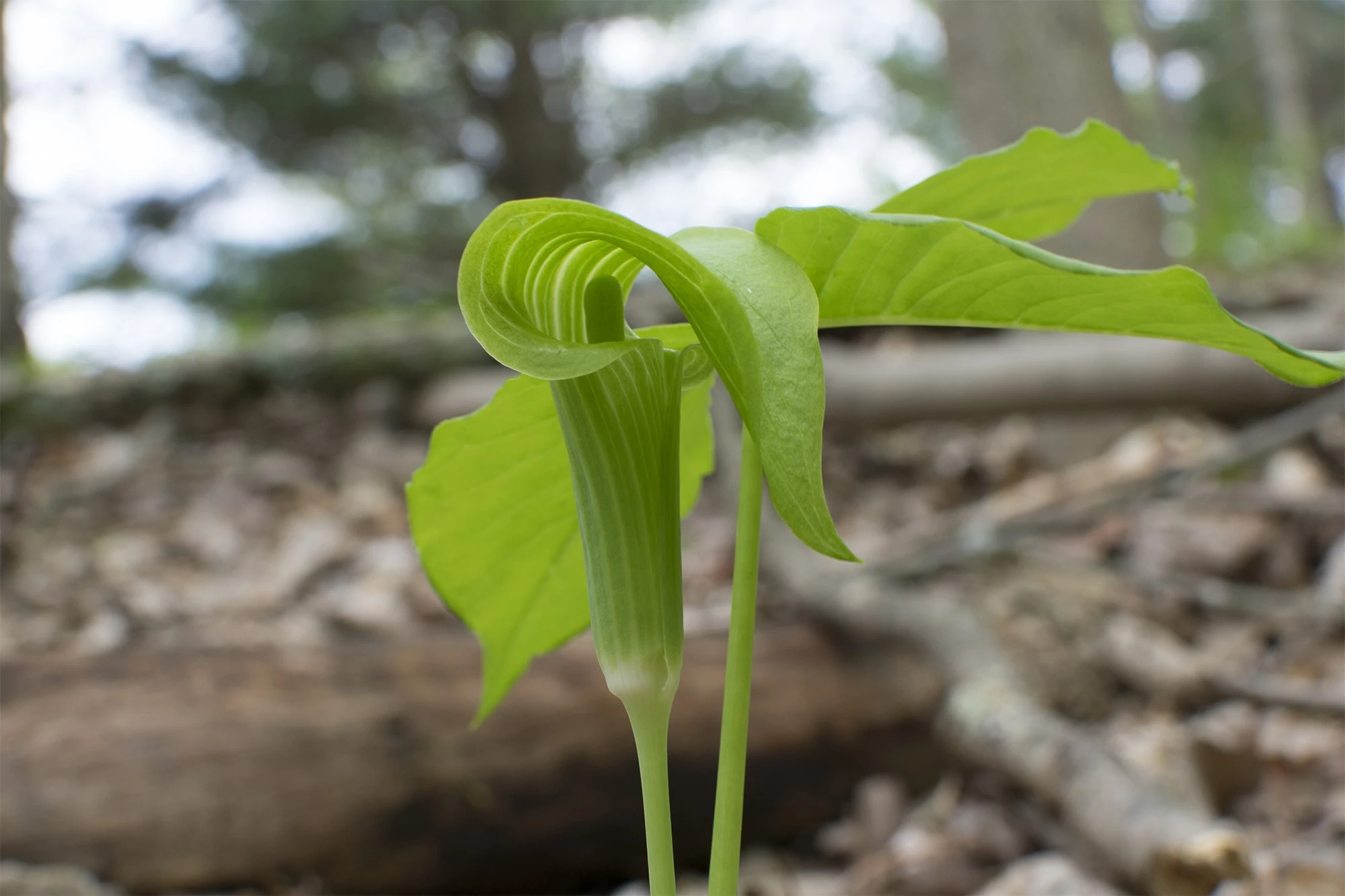 Jack in the pulpit sooc