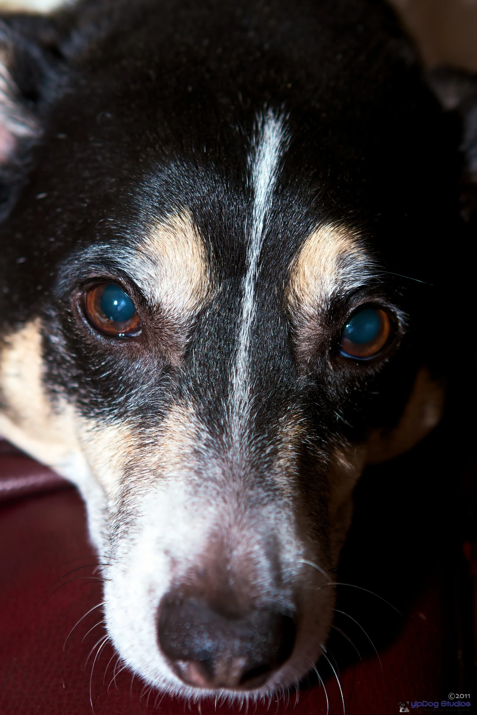 Jack