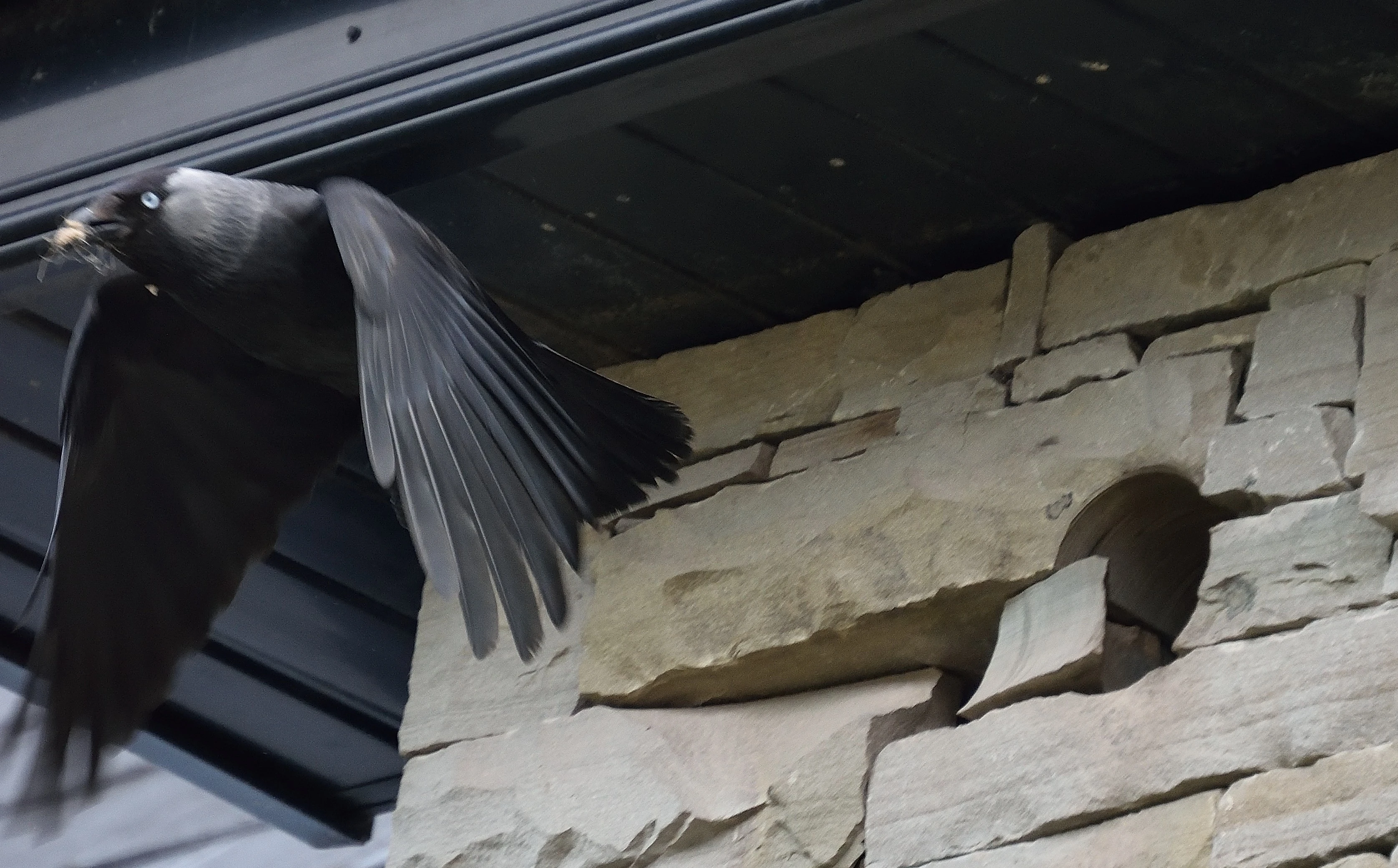 Jackdaw exiting nest