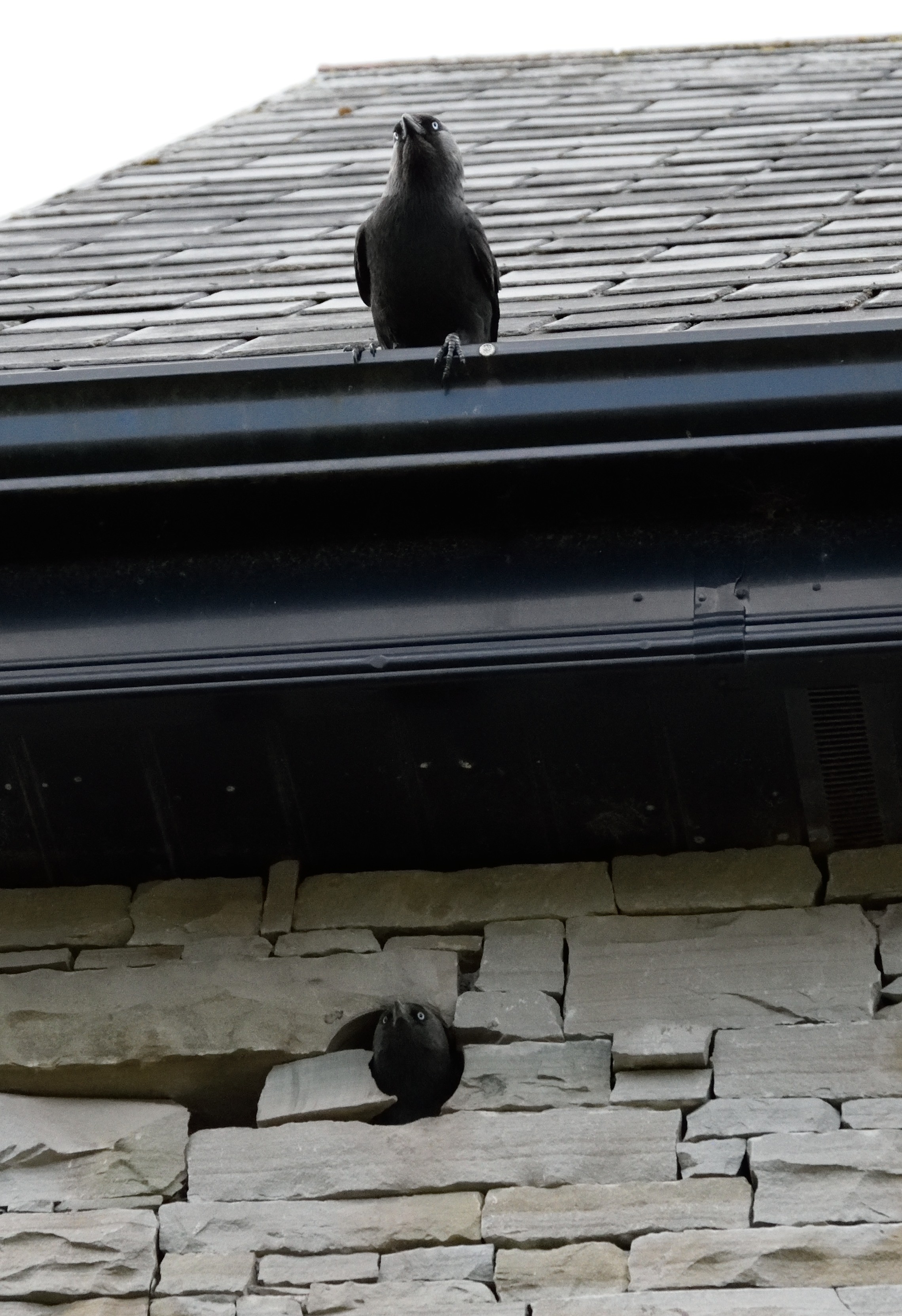 Jackdaw pair static