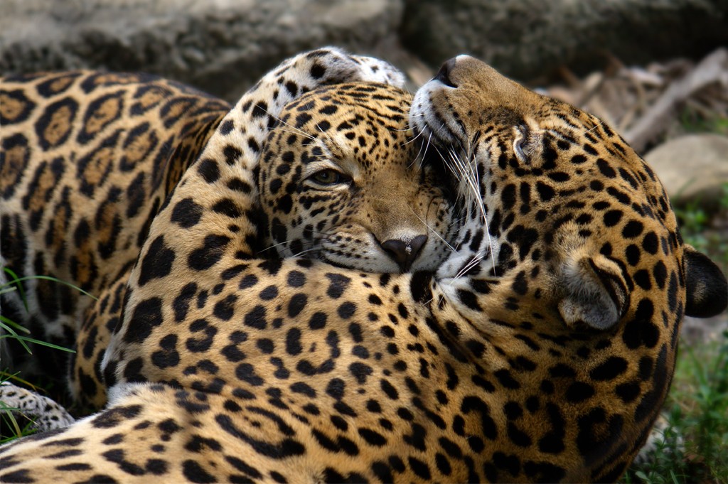 Jaguar_Cub_and_Mother