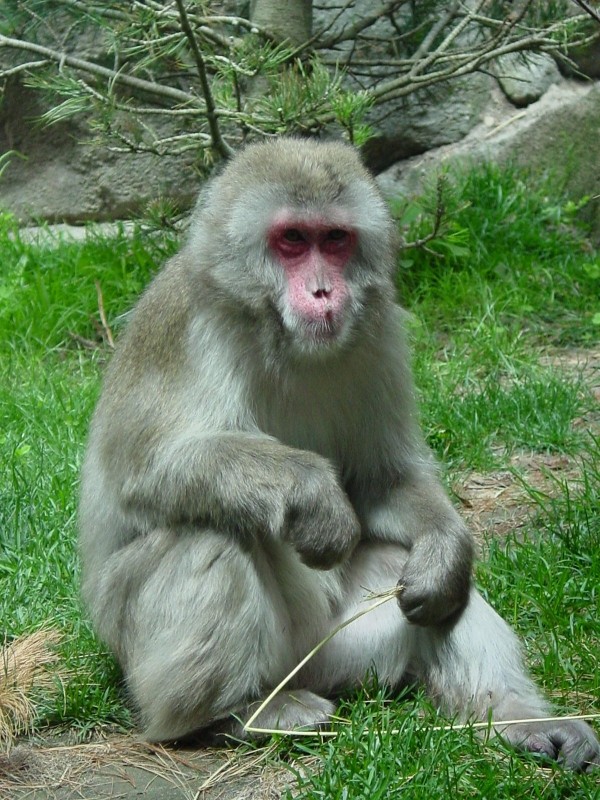 Japanese Macaque clutching at straws