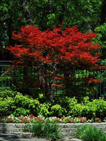 Japanese Maple