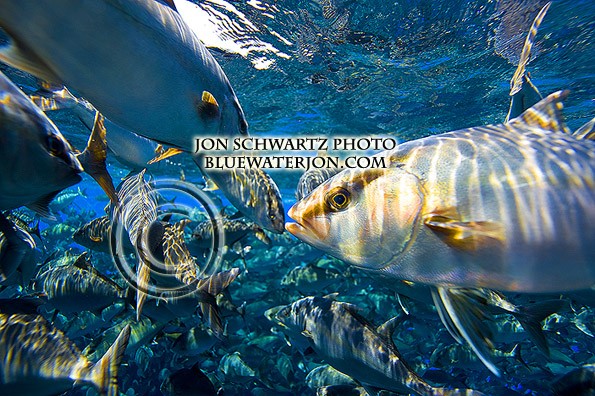 Jon Schwartz fishing and travel photography fish Hawaii