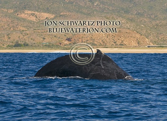 Jon Schwartz travel and fishing photography Cabo whale watching