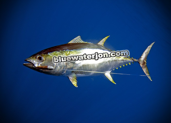 Jon Schwartz travel and fishing photography tuna big fish