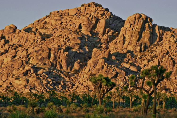 Joshua Tree Dusk