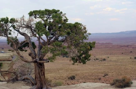 julaug08photo11-Lone Tree