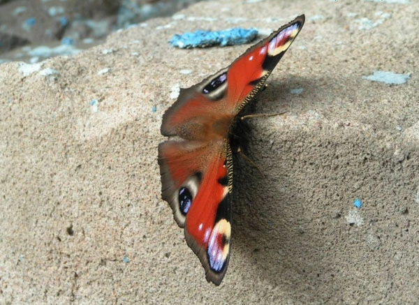 junephoto08-Butterfly