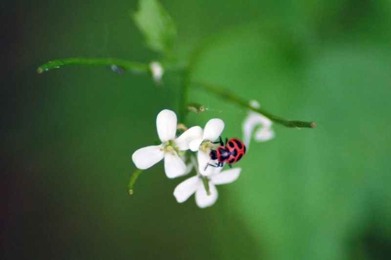 junephoto13-Ladybug