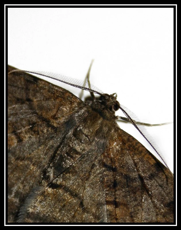 junephoto38-Moth