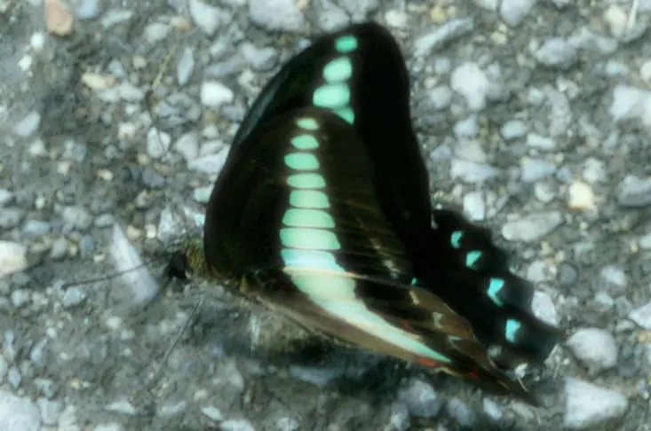 junephoto39-Butterfly
