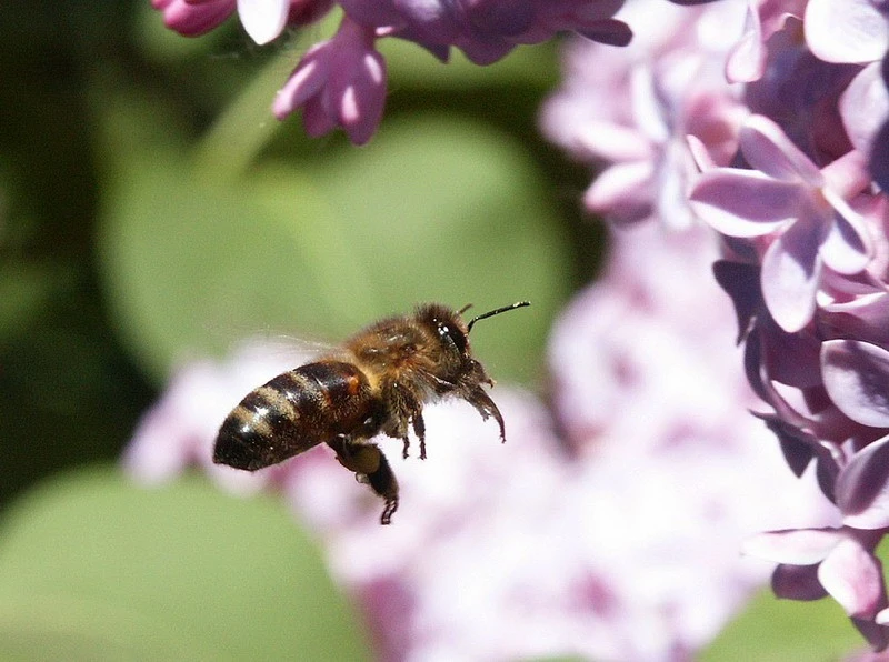 junephoto43-Disquisition During Flight