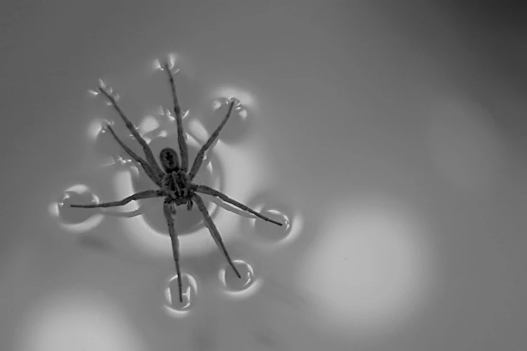 junephoto45-Surface Tension