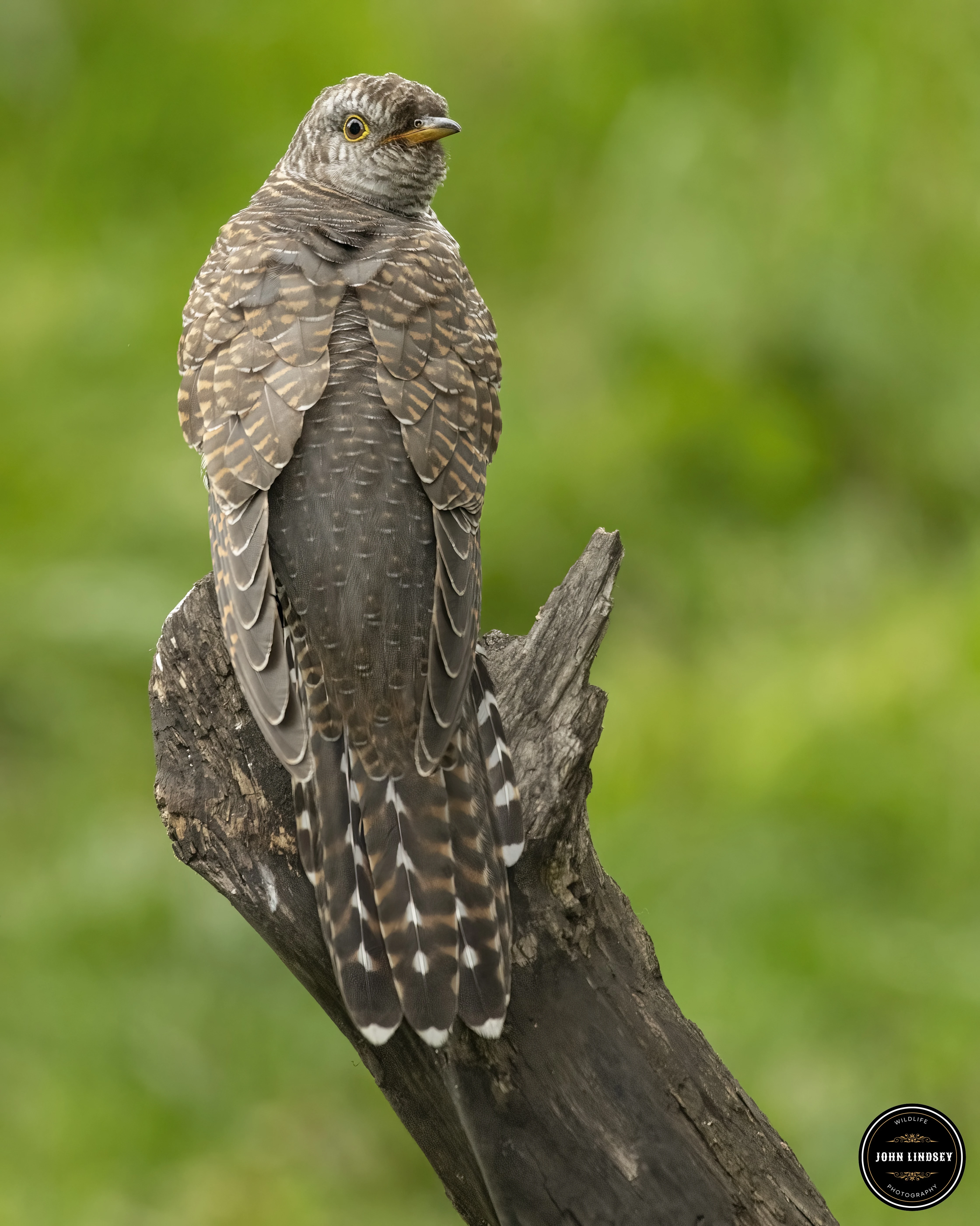 Juvenile Cuckoo