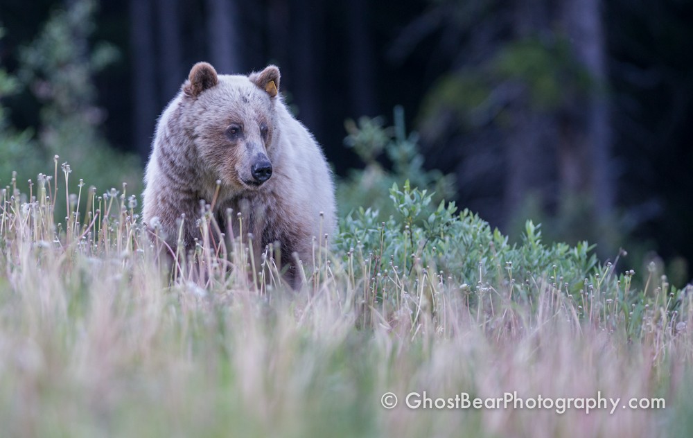 Kananaskis White Grizzly Bear on Highwood Pass