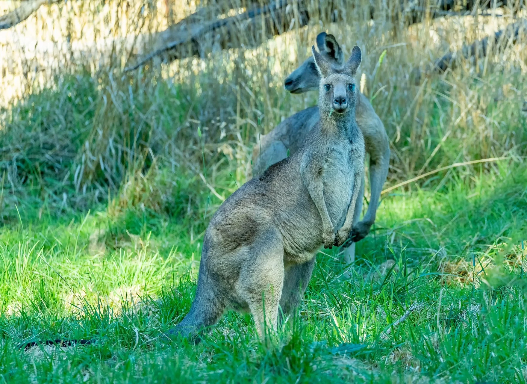 kangaroo