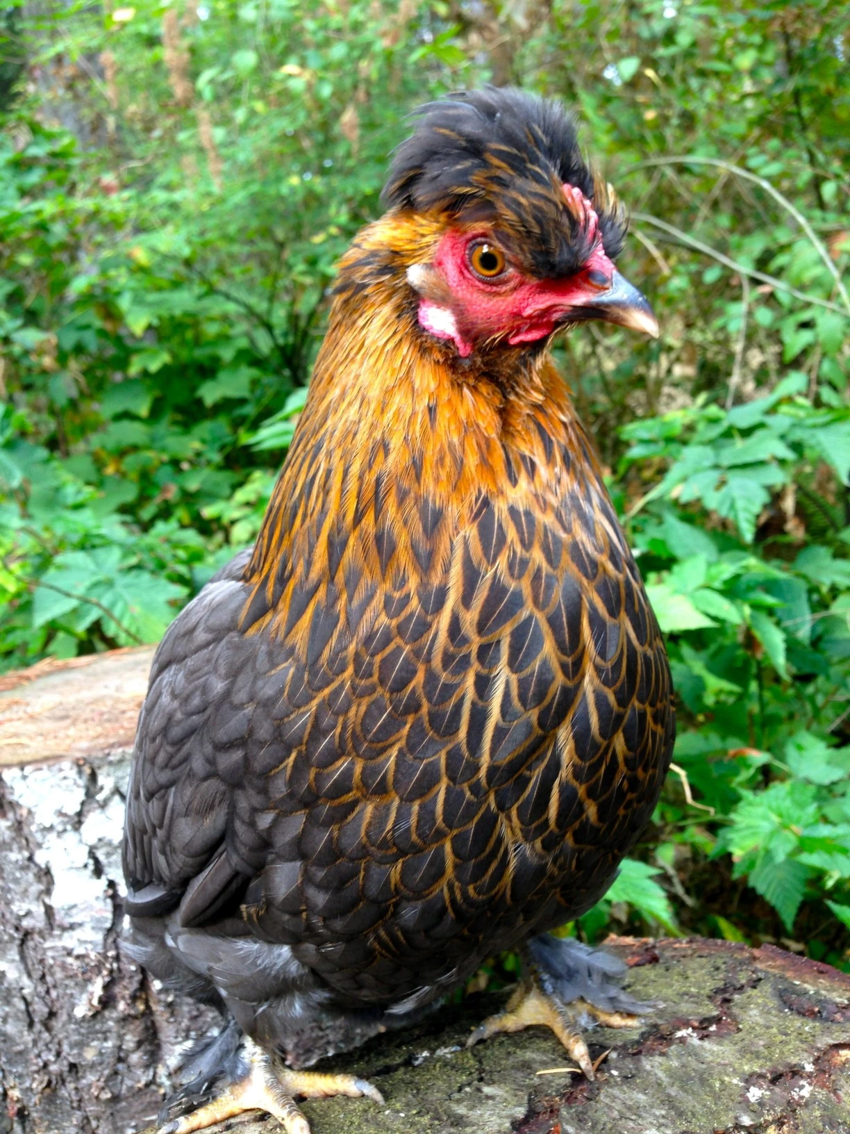Kehoka