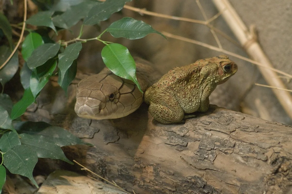King Cobra and Black Spined Toad.webp