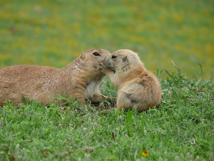kissy face