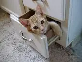 Kitten in a drawer