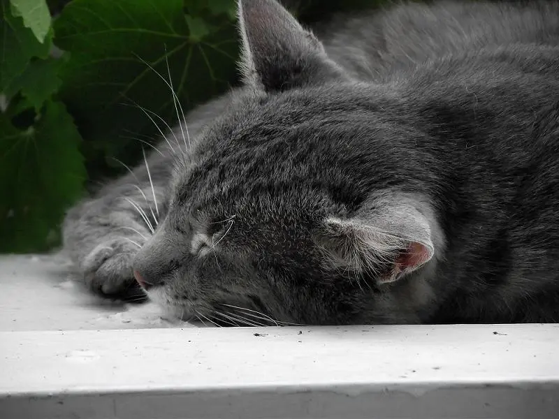 kitty