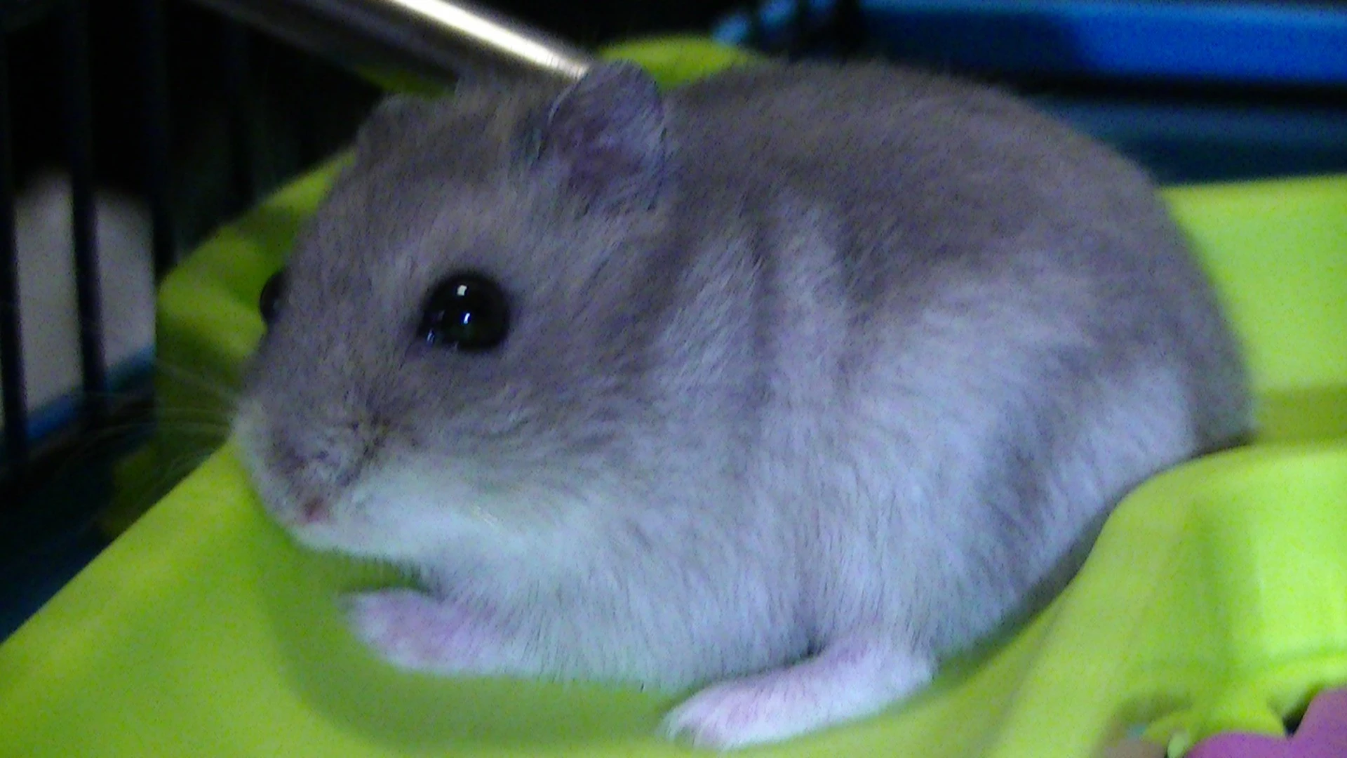 Kodak