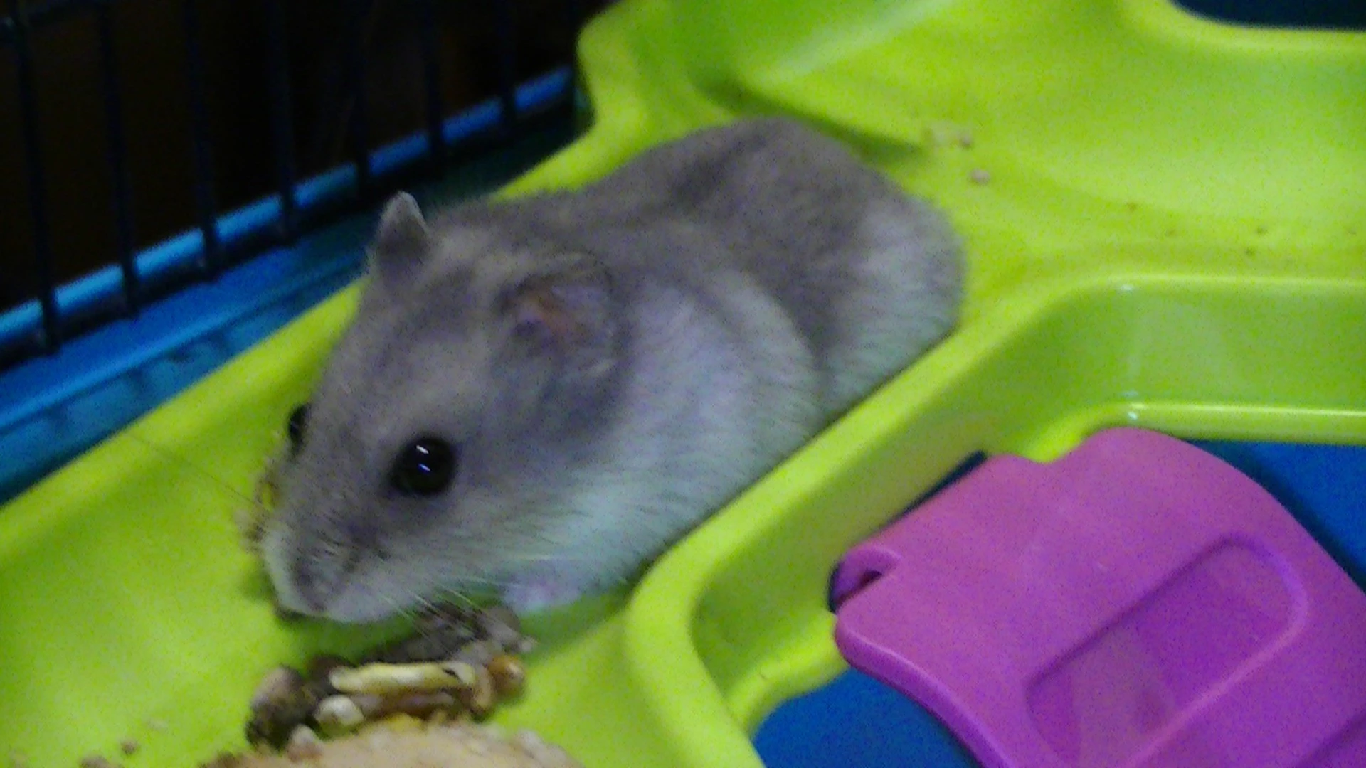Kodak