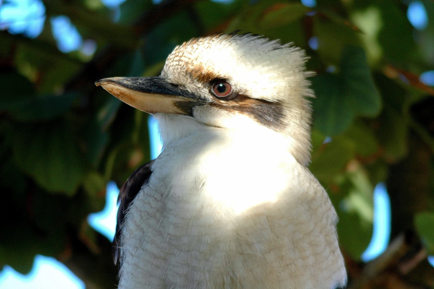 Kookaburra - portrait