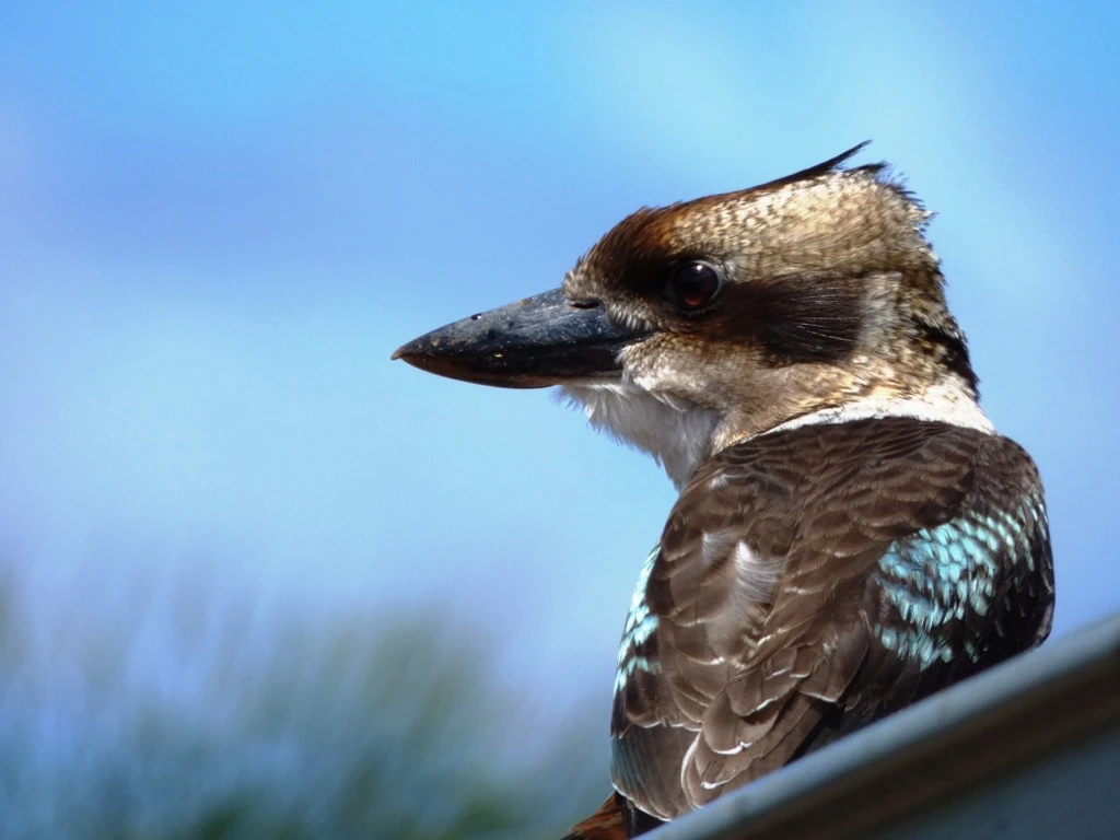Kookaburra