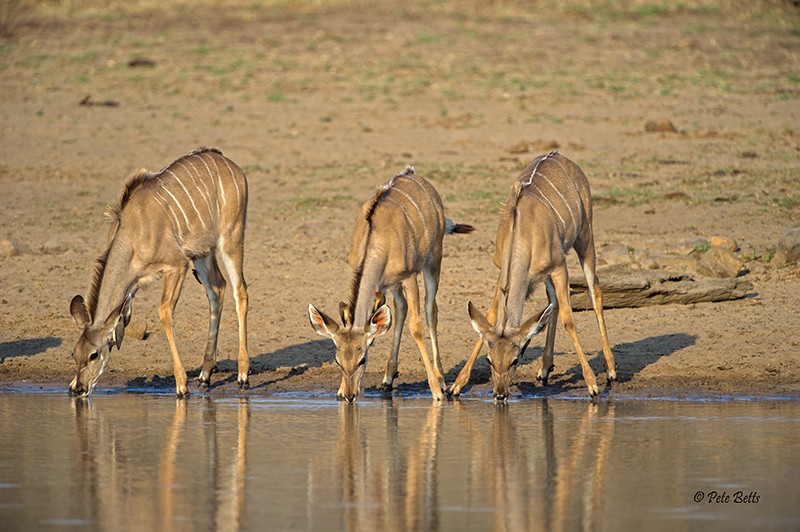 Kudu Trio