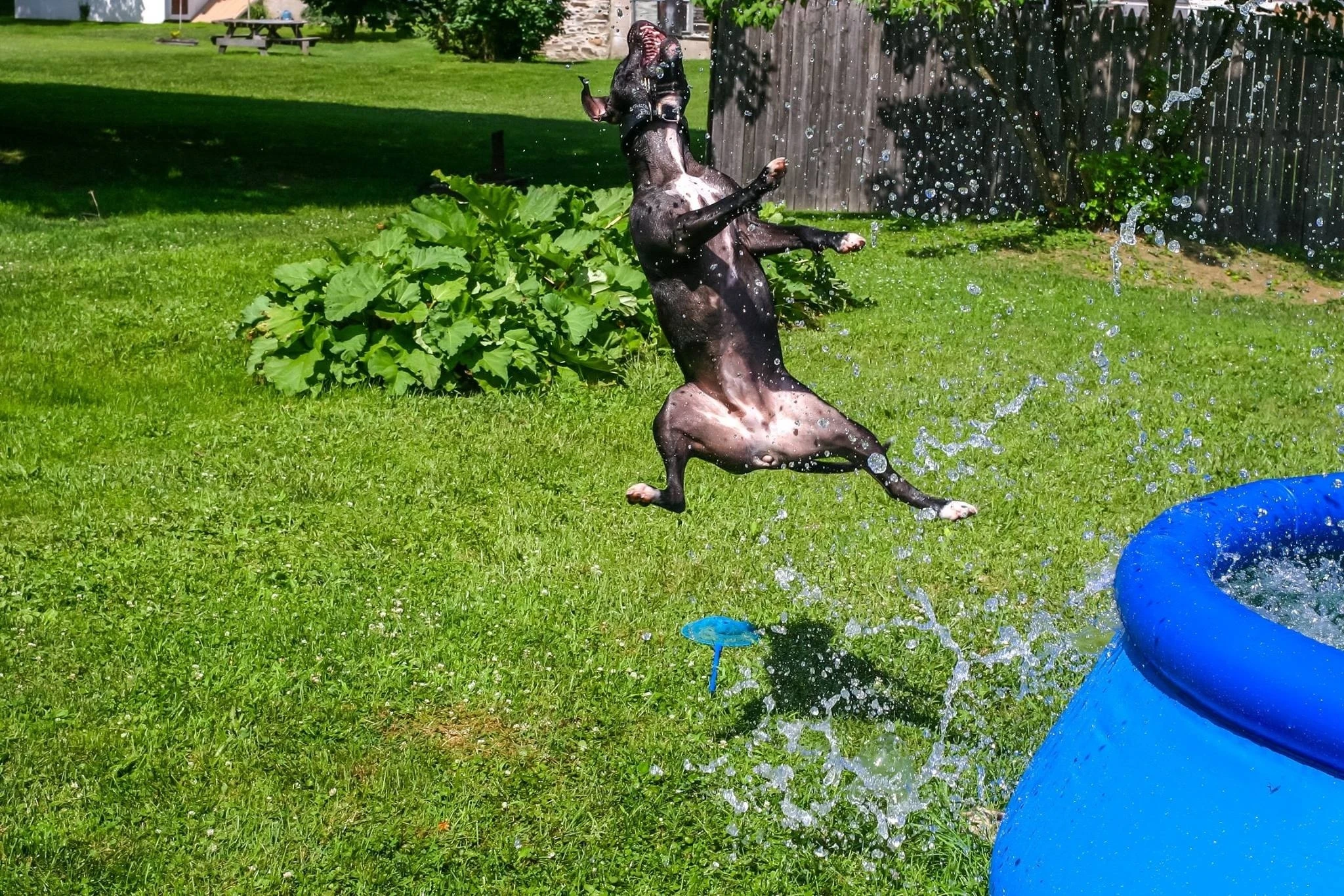 Kung fu Dog