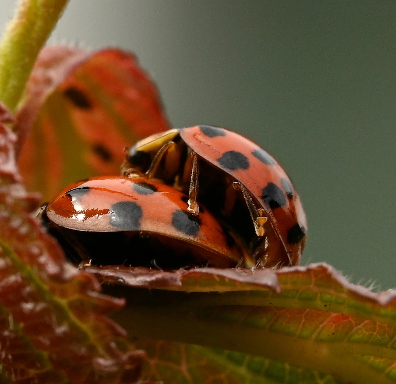 Ladybirds.JPG