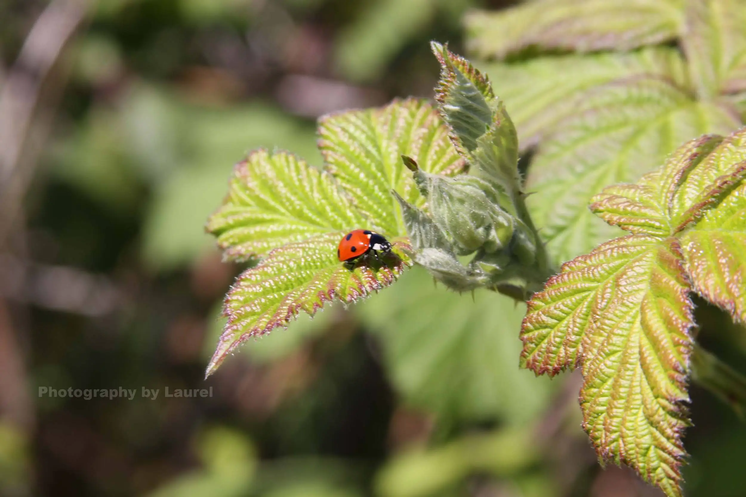 Ladybug
