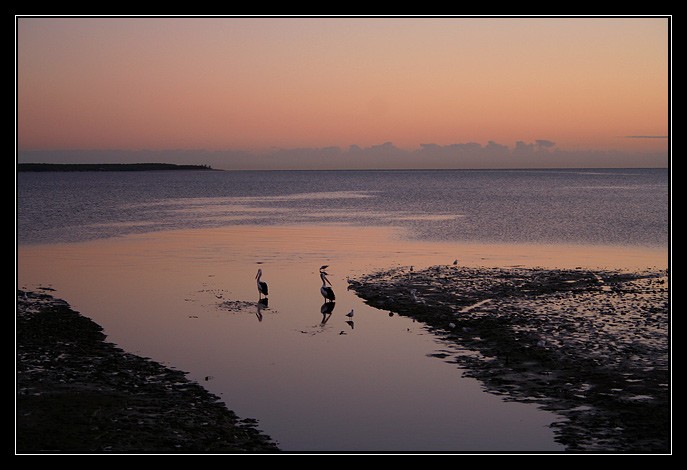 Lagoon Pelicans Sunrise
