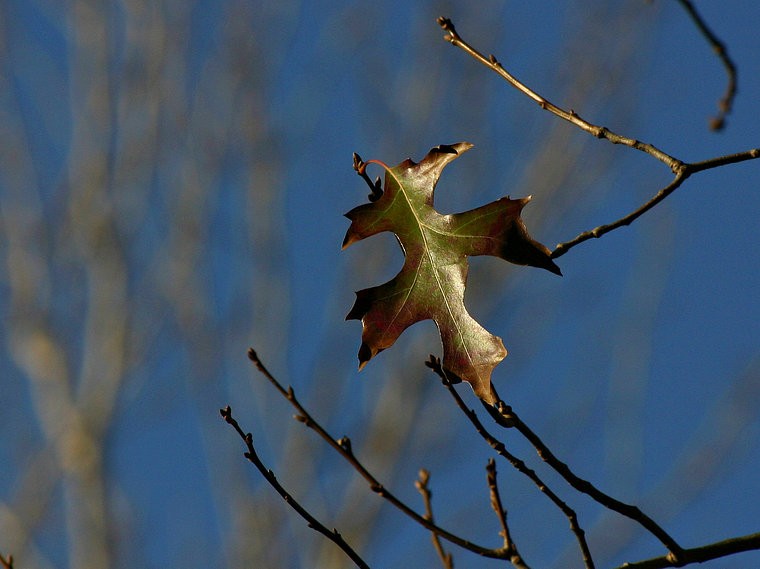 Last Year's Leaf
