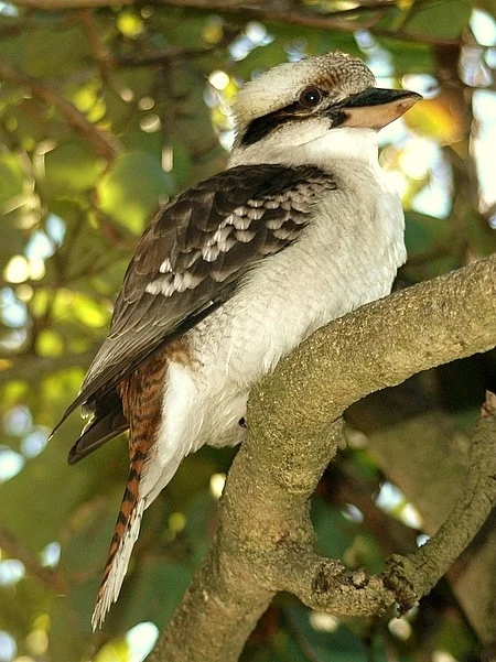 Laughing Kookaburra