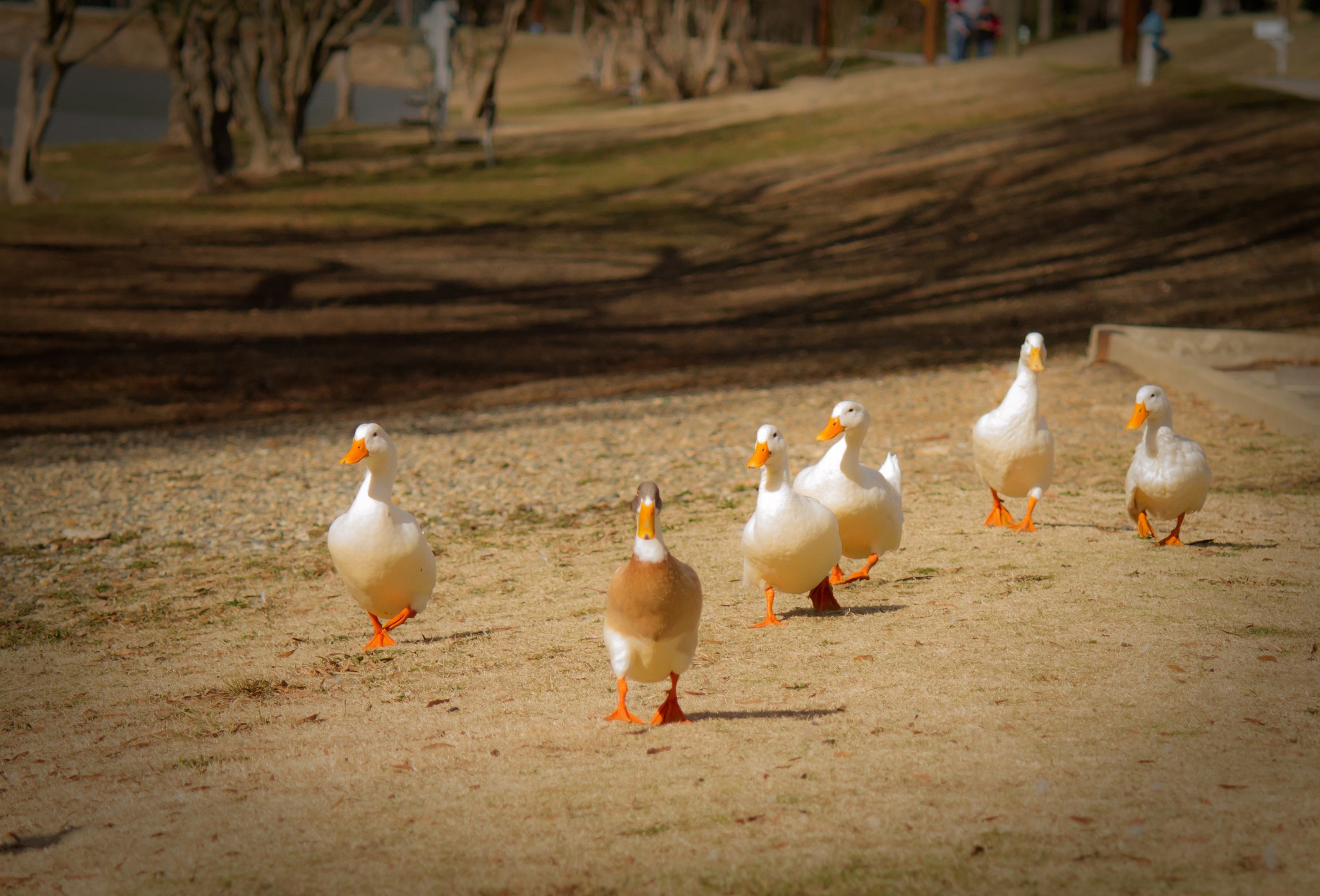 leader of the flock