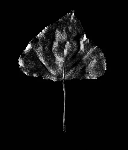 Leaf in Suspension_8575 - Copy.jpg