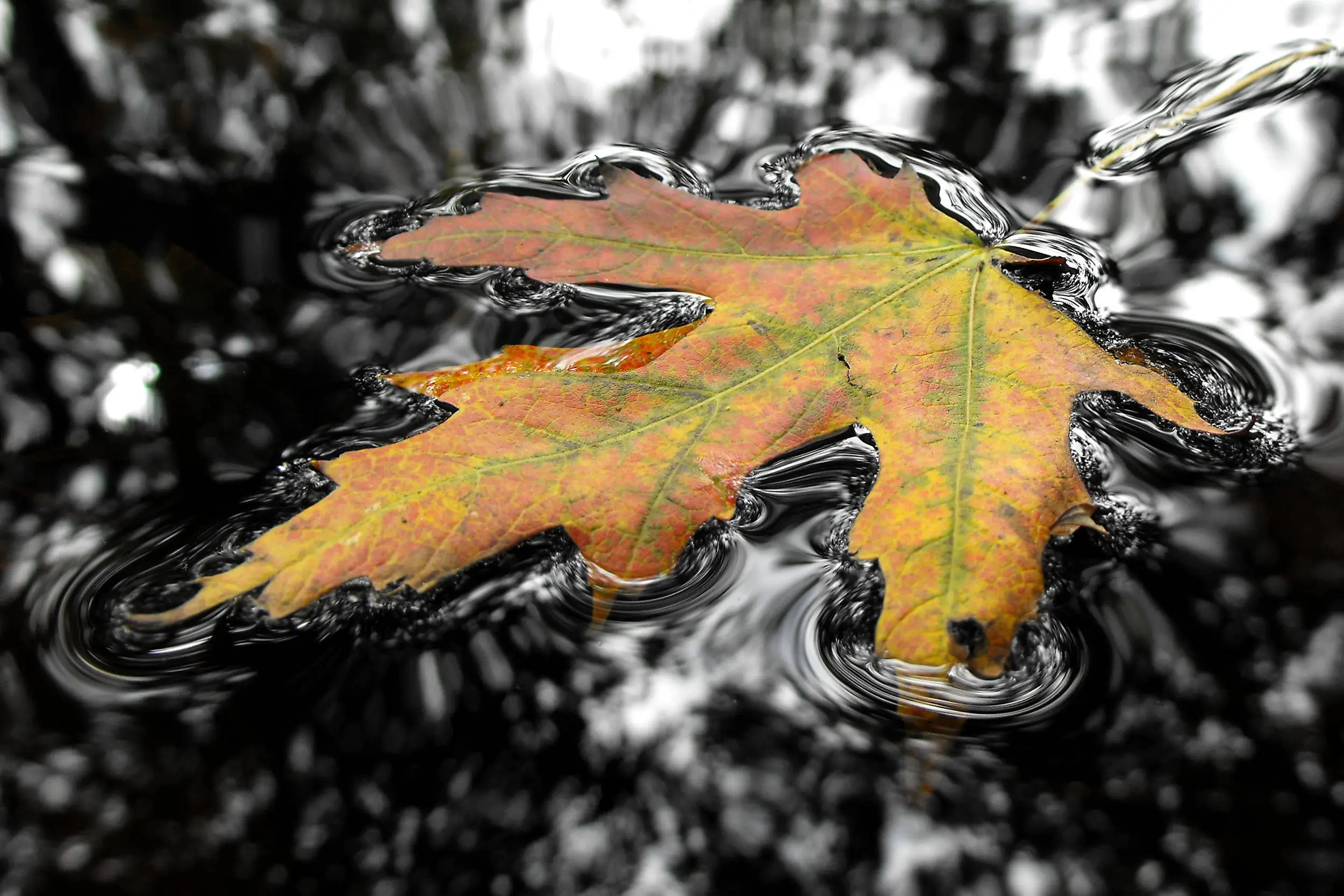 Leaf in water