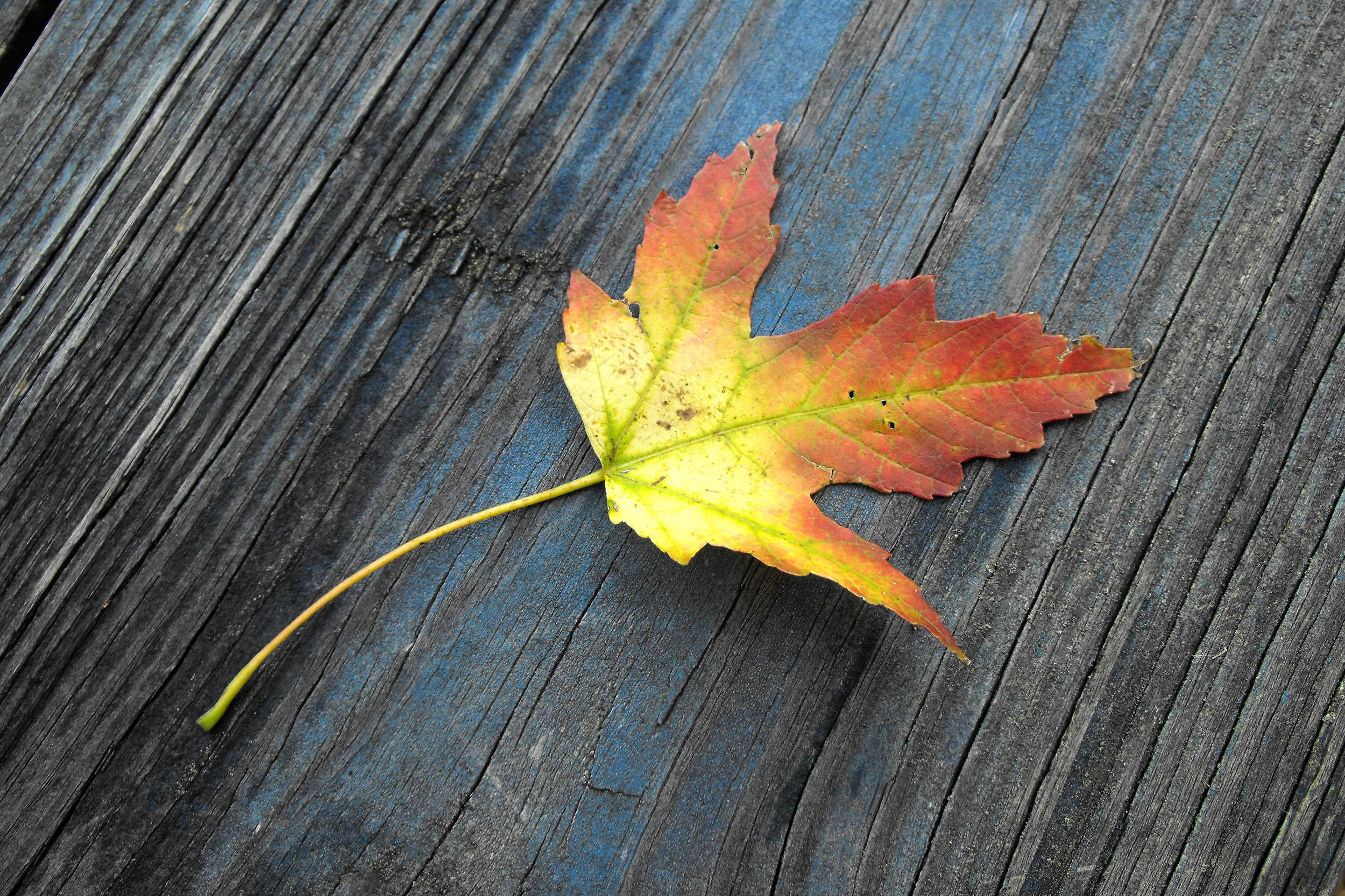 leaf on blue wood