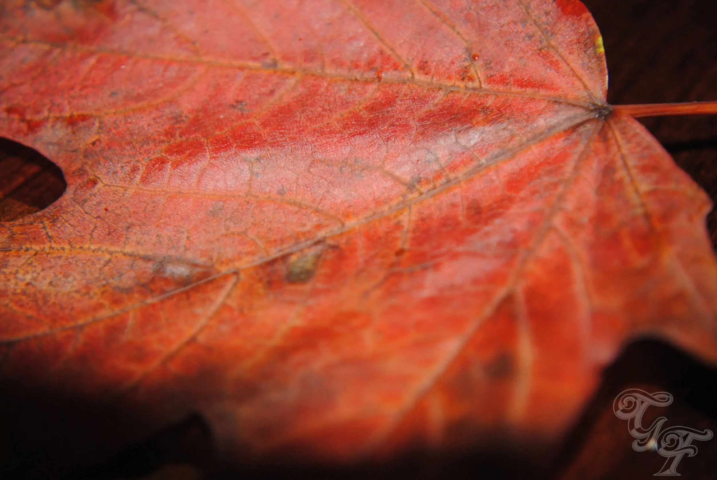 Leaf
