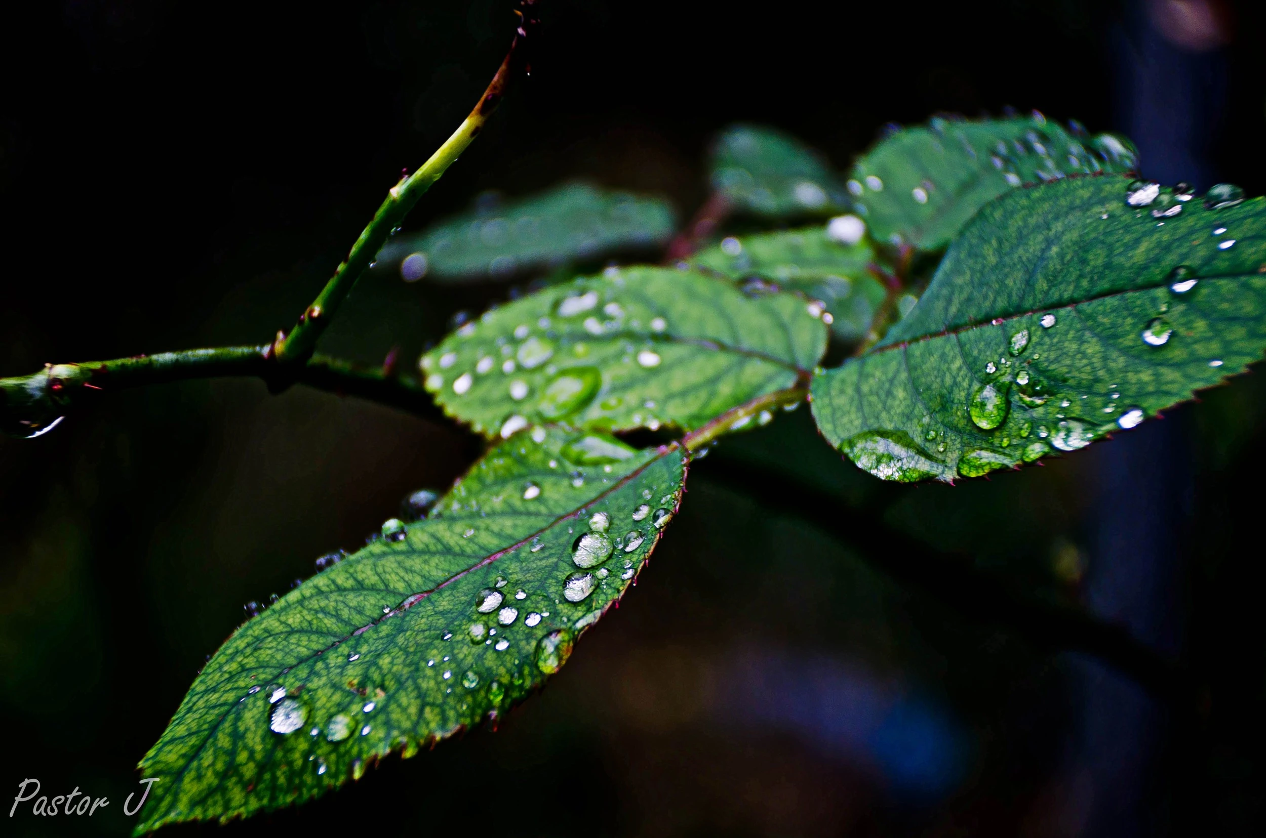 leafw-rain