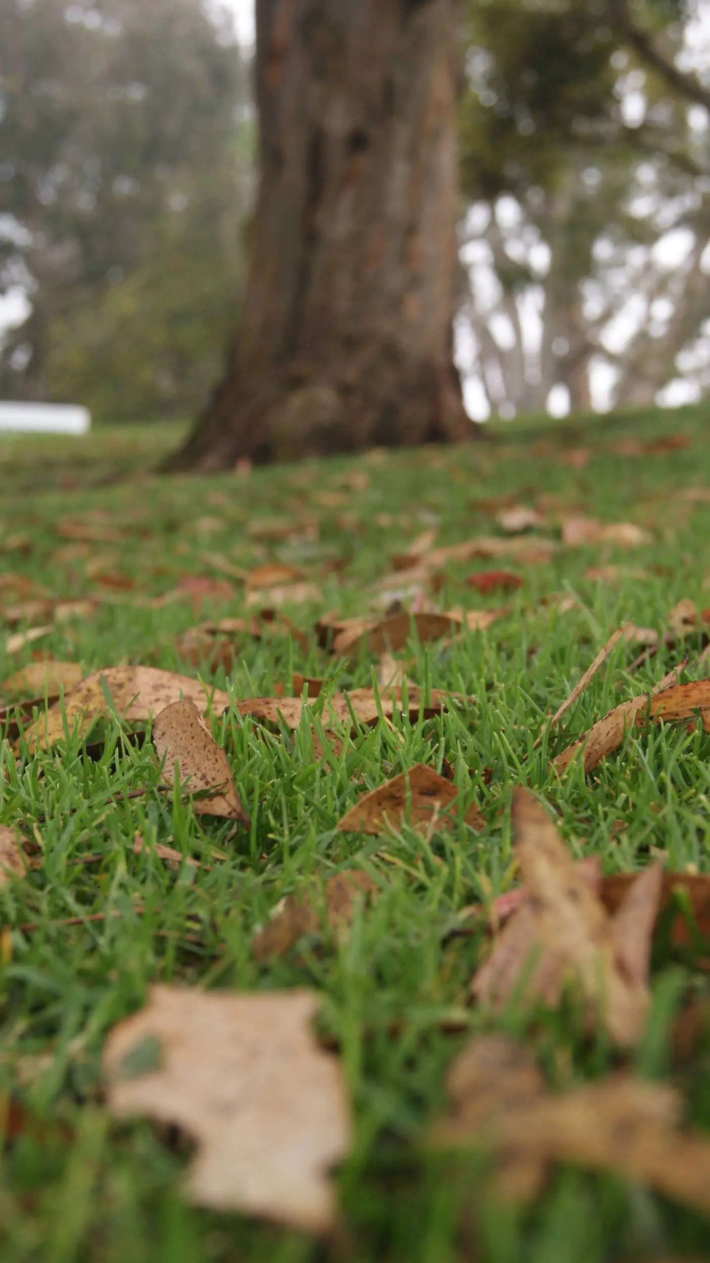 Leaves Are Turning