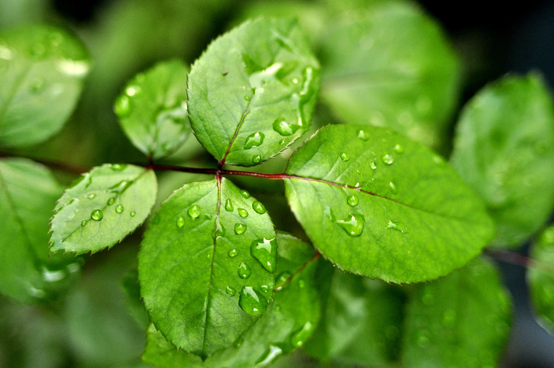 leaves