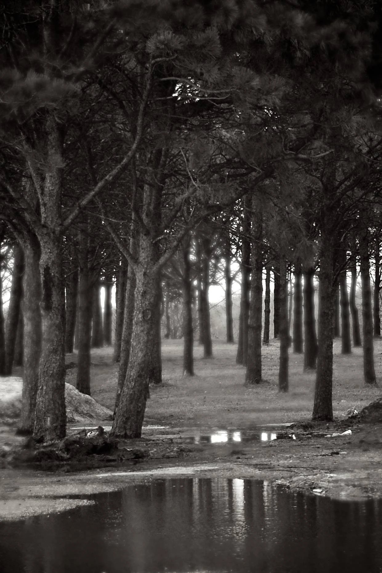 Leftover Winter