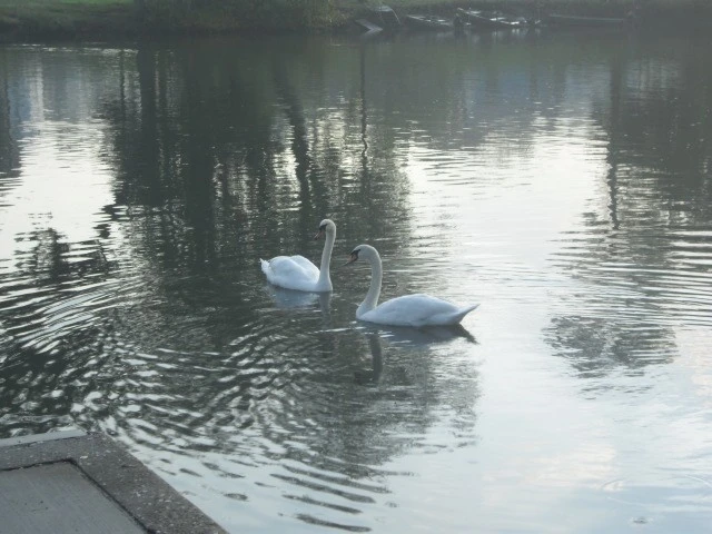 Lesser beings